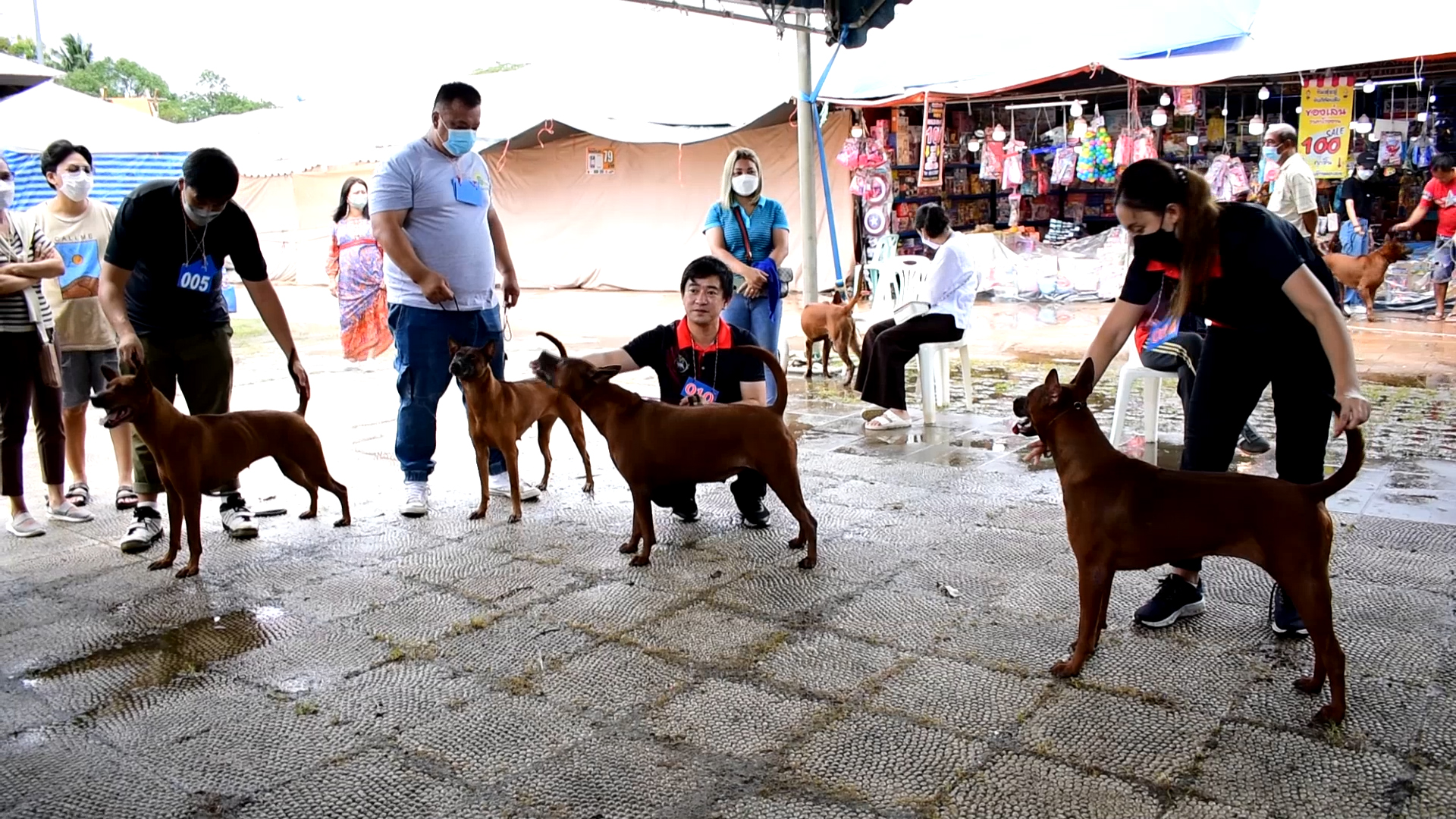 จังหวัดตราด จัดประกวดสุนัขพันธุ์ไทยหลังอาน สุนัขดีตามคำขวัญจังหวัดตราด  ในงานวันระกำหวาน ผลไม้และของดีเมืองตราด ประจำปี 2565